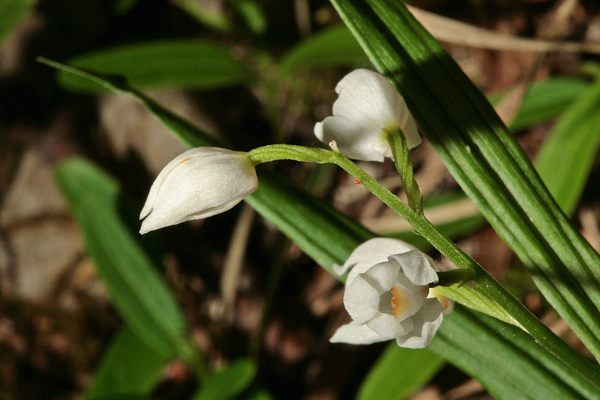 Fiori bianchi da determinare